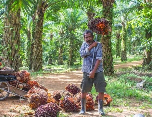Bahagianya Petani, Harga Sawit di Riau Naik Lagi