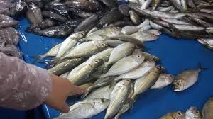 Libur Panjang, Harga Ikan di Pekanbaru Ikutan Turun