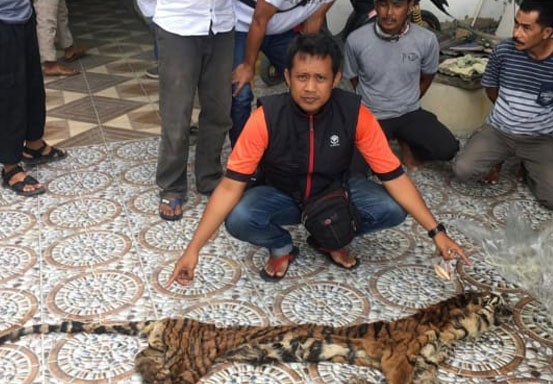 Polda Riau Bongkar Jaringan Perdagangan Organ Harimau Sumatera di Inhu