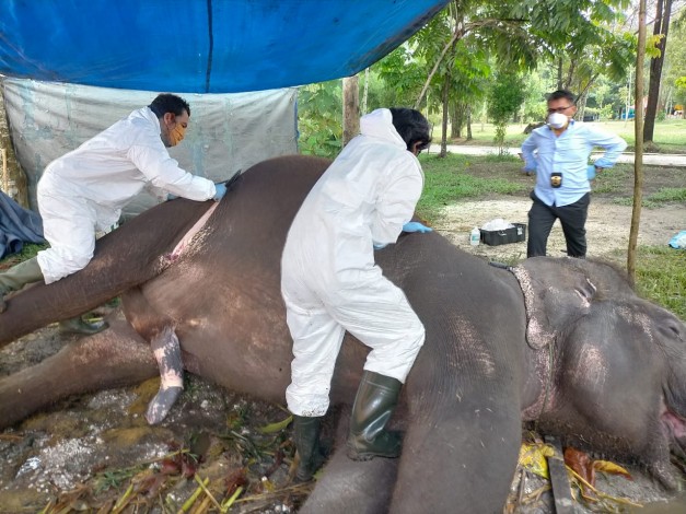 Febri, Gajah Sumatera Berusia 32 Tahun Mati di Kebun Binatang  Kasang Kulim