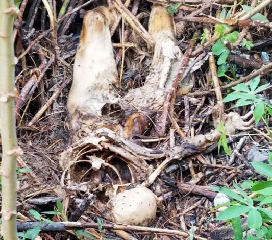 BREAKING NEWS: Kerangka Manusia Ditemukan di Belakang SPBU di Pekanbaru