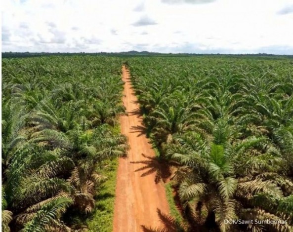 Pemprov Riau Diminta Usulkan Pembebasan Lahan Petani Sawit yang Masuk Kawasan Hutan