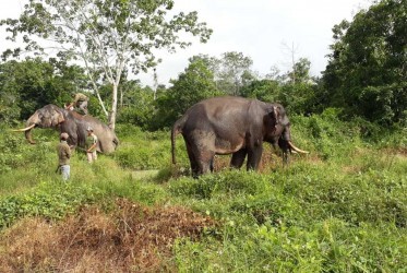 Diwarnai Hujan Deras, Tim BBKSDA Riau Berjibaku Halau Gajah dari Kebun Warga