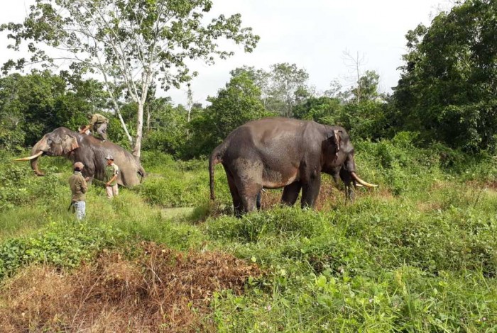Ini Datuak nan Gadang Pahlawan Konservasi, Penggiring Gajah Liar di Peranap