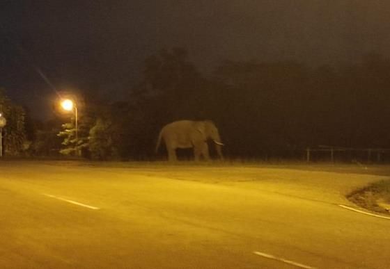 Gajah Bernama Getar Berkeliaran di Kawasan Camp PHR