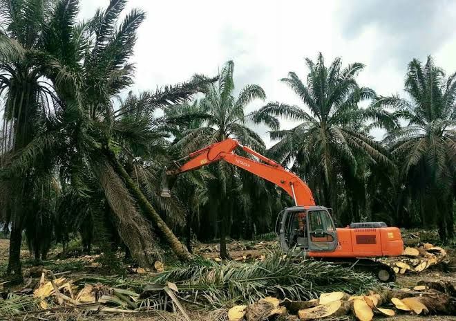 Replanting 31.289 Ha Lahan Sawit Warga Riau di 10 Daerah Telan Anggaran Rp850 M, Berikut Sebarannya