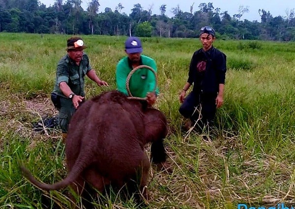 Anak Gajah Liar Terluka Parah Akibat Jeratan