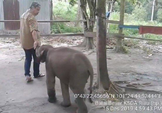 Anak Gajah Terluka Parah Kena Jerat Pemburu di Inhu