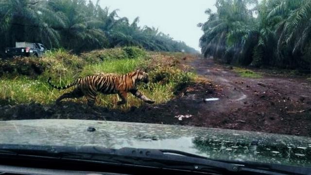 Sulitnya Menangkap Harimau Bonita, Masih Berkeliaran Meski Sudah Ditembak Bius