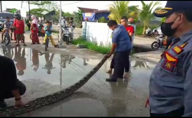 Geger! Ular Piton Sepanjang 7 Meter Masuk ke Pemukiman Warga Inhil