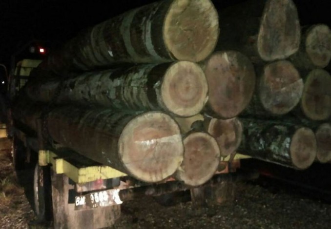 Polres Kuansing Ciduk Tiga Pelaku Illegal Logging, Dua Orang Kabur
