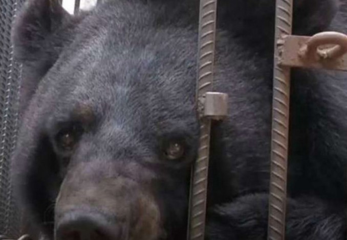 Dikira Anjing, Dua Tahun Keluarga Pelihara Beruang Buas