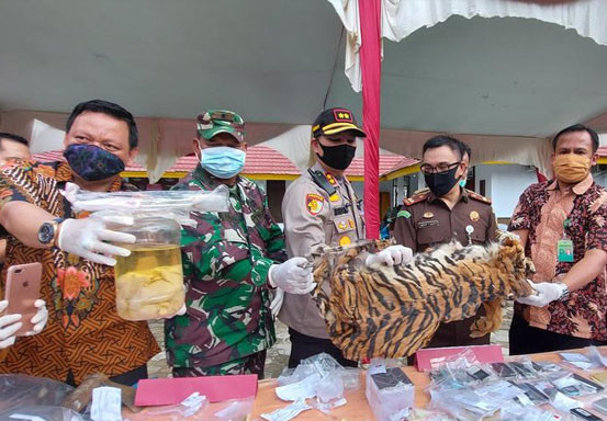 Kulit dan 4 Ekor Janin Harimau Sumatra Dibakar
