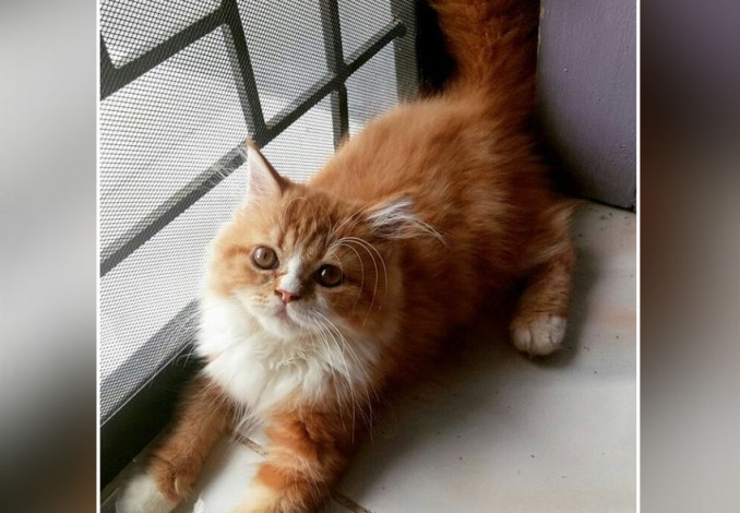 HUT RI, Kotaro Pet and Care Promo Vaksin untuk Kucing Peliharaan