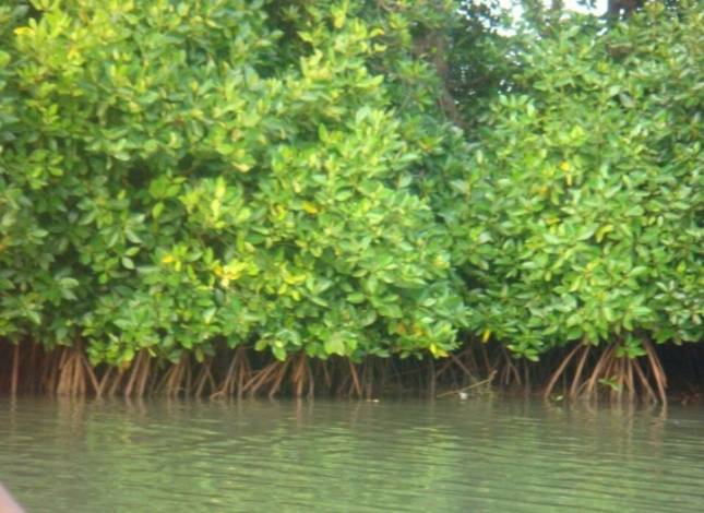 Didukung World Bank, Riau Jadi Percontohan Program Rehabilitasi Mangrove