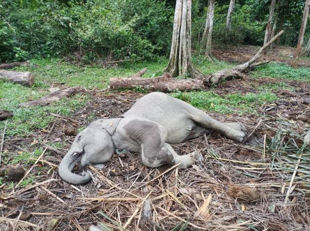 Terkena Virus, Anak Gajah di Buluh Cina Ditemukan Mati