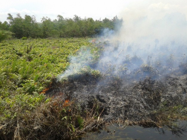 Gubri: 900 Ribu Hektar Gambut di Riau Harus Direstorasi