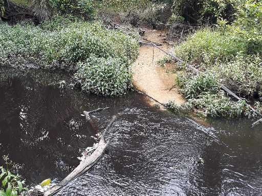 Ratusan Ikan Mati di Sungai Juragi, Diduga Akibat Limbah PT MAN