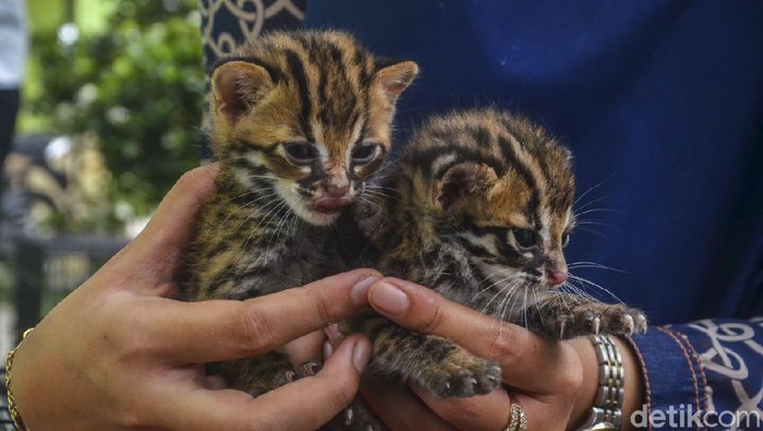 Dua Ekor Kucing Hutan Diserahkan ke BBKSDA Riau