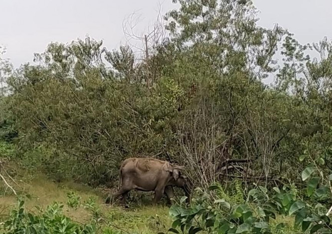 Gajah Betina Tua Memasuki Perkebunan Warga di Kuansing