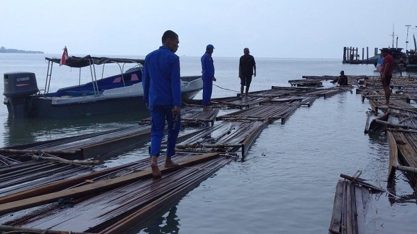 Dua Warga Bengkalis Ditangkap Bawa 50 Ton Kayu Ilegal di Meranti