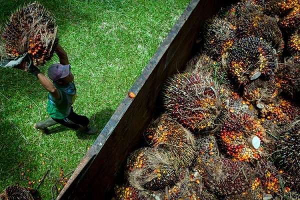 PKS di Riau Hentikan Pembelian Sawit Petani, Gubri Langsung Temui Menteri Bahas Ekspor CPO