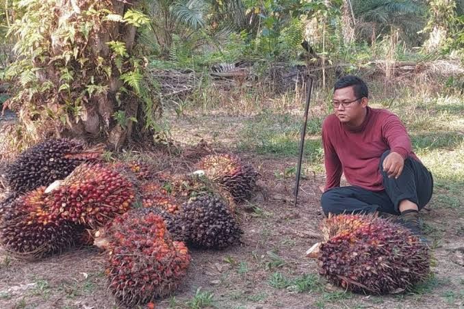 Cerita Petani Sawit di Riau, Harga TBS Anjlok Pupuk Malah Meroket