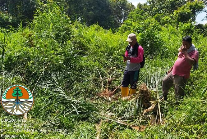 Tiga Ekor Gajah Liar Rusak Kebun Sawit Warga di Pelalawan