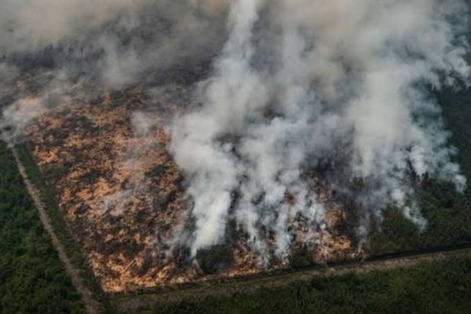 Sudah 1.169 Hektare Luas Lahan Terbakar di Riau