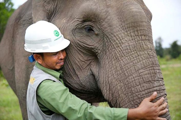 Mengintip Aktivitas Gajah Terbang di Hutan Riau