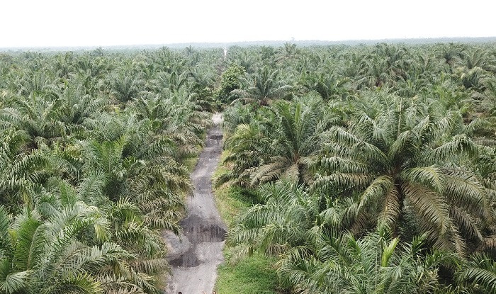 Program Replanting Kelapa Sawit di Riau Tak Capai Target