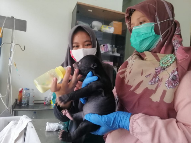 BBKSDA Riau Evakuasi Anak Beruang Madu dari Warga Desa Pulau Rengas