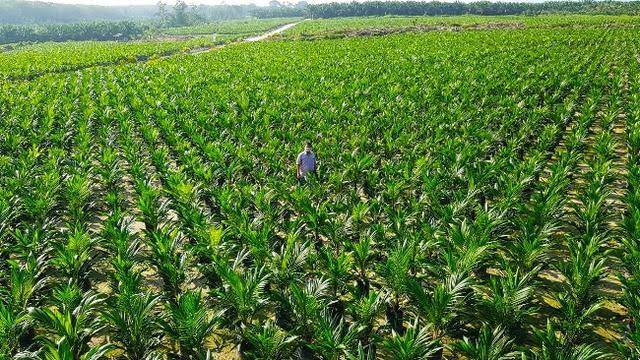 Jadi Kendala di Riau, Pusat Cabut Syarat Replanting Sawit Bebas dari Lahan Gambut