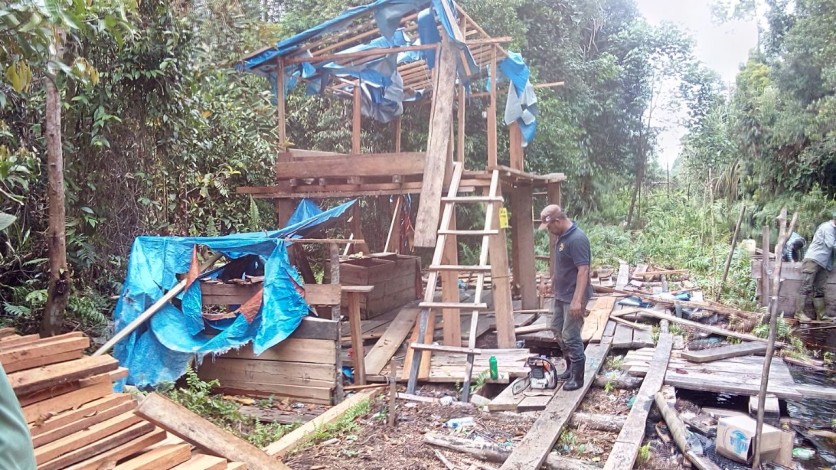 Lagi,  Polisi Ciduk TH Cukong Ilegal Logging Cagar Biosfer Giam Siak