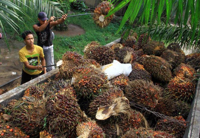 Permintaan CPO Dunia Turun Akibat Corona, Harga Sawit Riau Kian Anjlok