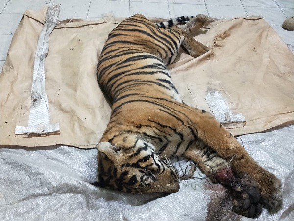 Harimau Sumatera Mati Dijerat Pemburu di Kawasan Konsesi PT Arara Abadi