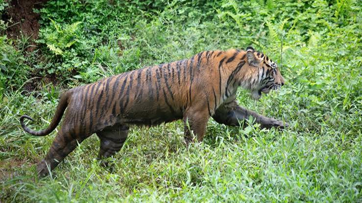 Sedang Kerja di Hutan, Warga Inhil Tewas Diterkam Harimau