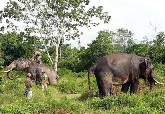 Penggiringan 4 Ekor Kawanan Gajah Liar Sudah Memasuki Wilayah Kuansing, 2 Lagi Terpisah di Inhu