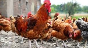 Setelah Ayam Ras, Harga Ayam Kampung Juga Mulai Naik