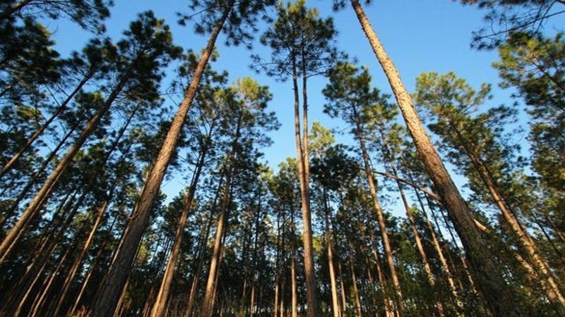 Pemprov Riau akan Usul 46 Ribu Hektar Lahan Dikeluarkan dari Kawasan Hutan