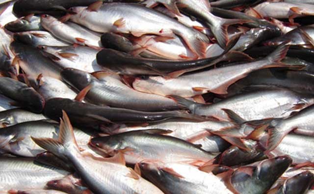 Berbahaya Bagi Kesehatan, Waspadai Ikan Patin dari Vietnam
