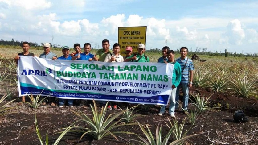 43 Petani Nanas Pulau Padang Ikuti Pelatihan Budidaya dari PT RAPP