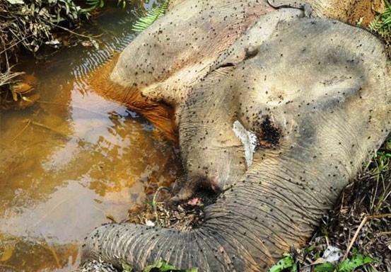 Gajah Ditemukan Membusuk di Lahan Konsesi PT Arara Abadi