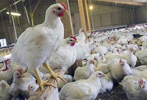 Jelang Natal dan Tahun Baru, Harga Ayam Potong Terus Merangkak Naik