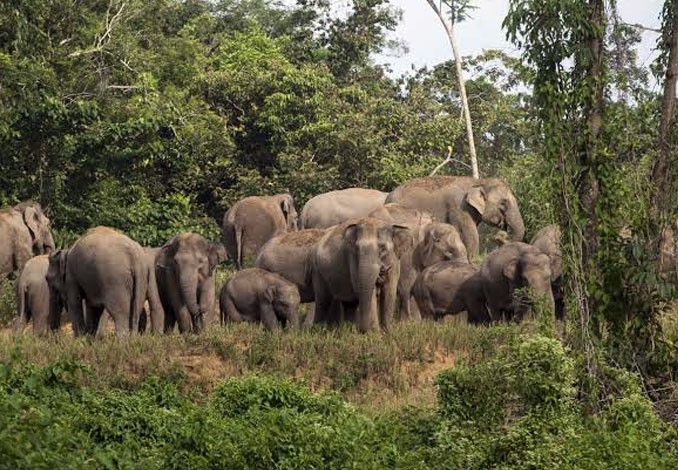 Kawanan Gajah yang Rusak Kebun Warga di Rumbai Berhasil Dihalau