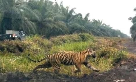 Cegah Konflik Harimau dan Masyarakat, Pemerintah Harus Ada Pemetaan yang Jelas