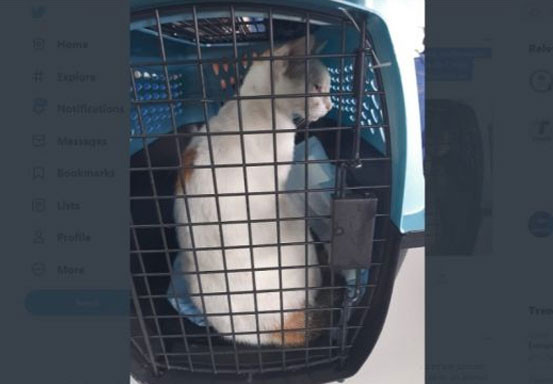 Penyeludup Narkoba ke Lapas Ditangkap! Pelakunya Kucing Ini