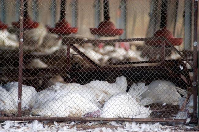 Kabar Baik, Jelang Lebaran Tidak Ada Penambahan Kasus Flu Burung di Riau