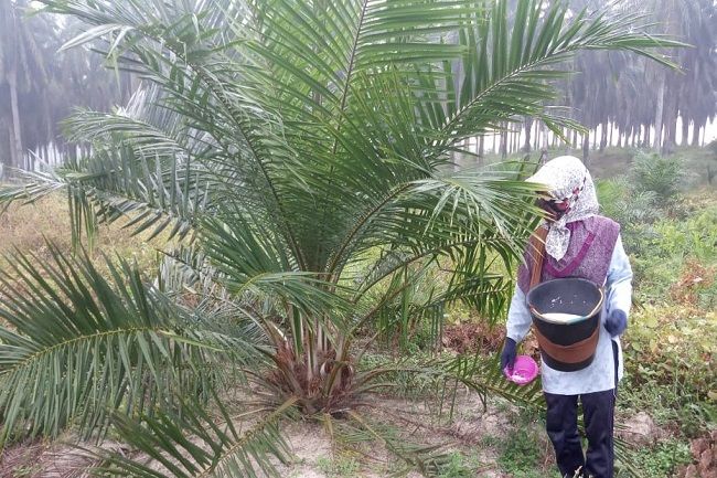Ekspor CPO Dibuka Lagi, DPRD Riau Minta Harga TBS dan Pupuk Distabilkan