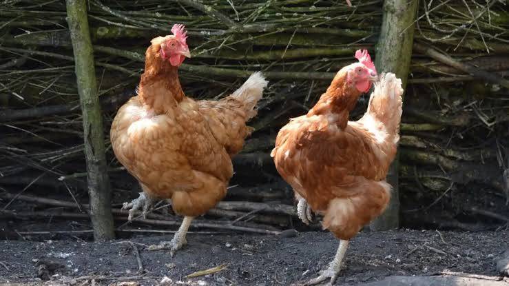 Dusun Ini Terapkan Aturan Unik, Ayam dan Bebek Berkeliaran Jadi Milik Umum